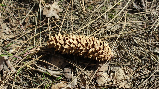 Free Cone Nature photo and picture