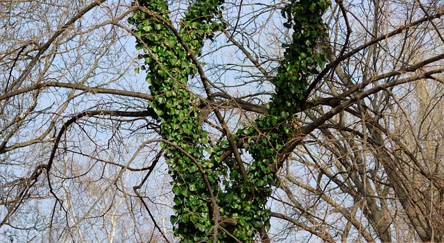 Free Ivy Vine photo and picture