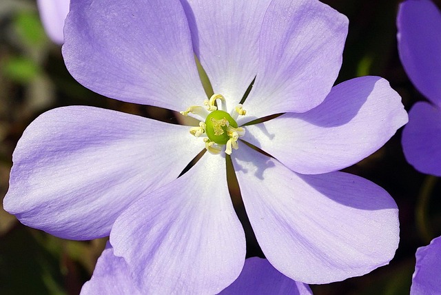 Free Natural Flower photo and picture
