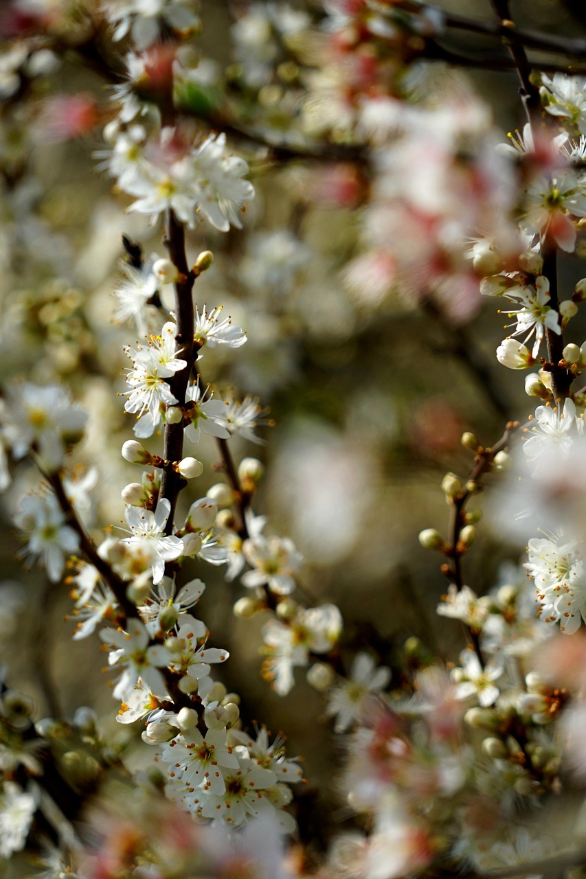 Blossam White And