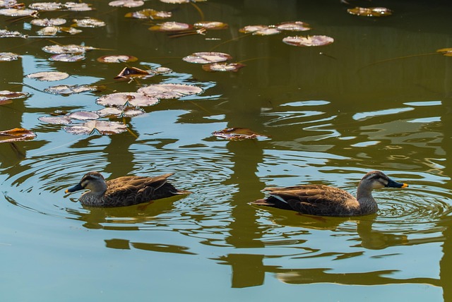 Park, Natur, Gehen, Stockente, Wild, See
