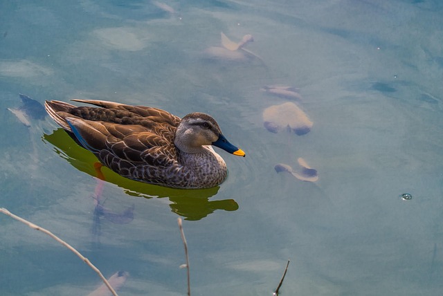 Park, Gehen, Stockente, Wild, See