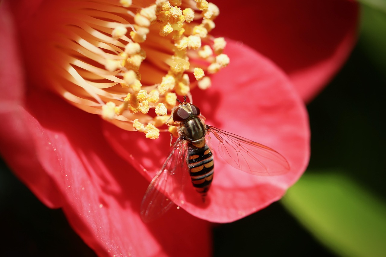 Camillus Fly Camellia Hover Fly Stamens - Free photo on Pixabay