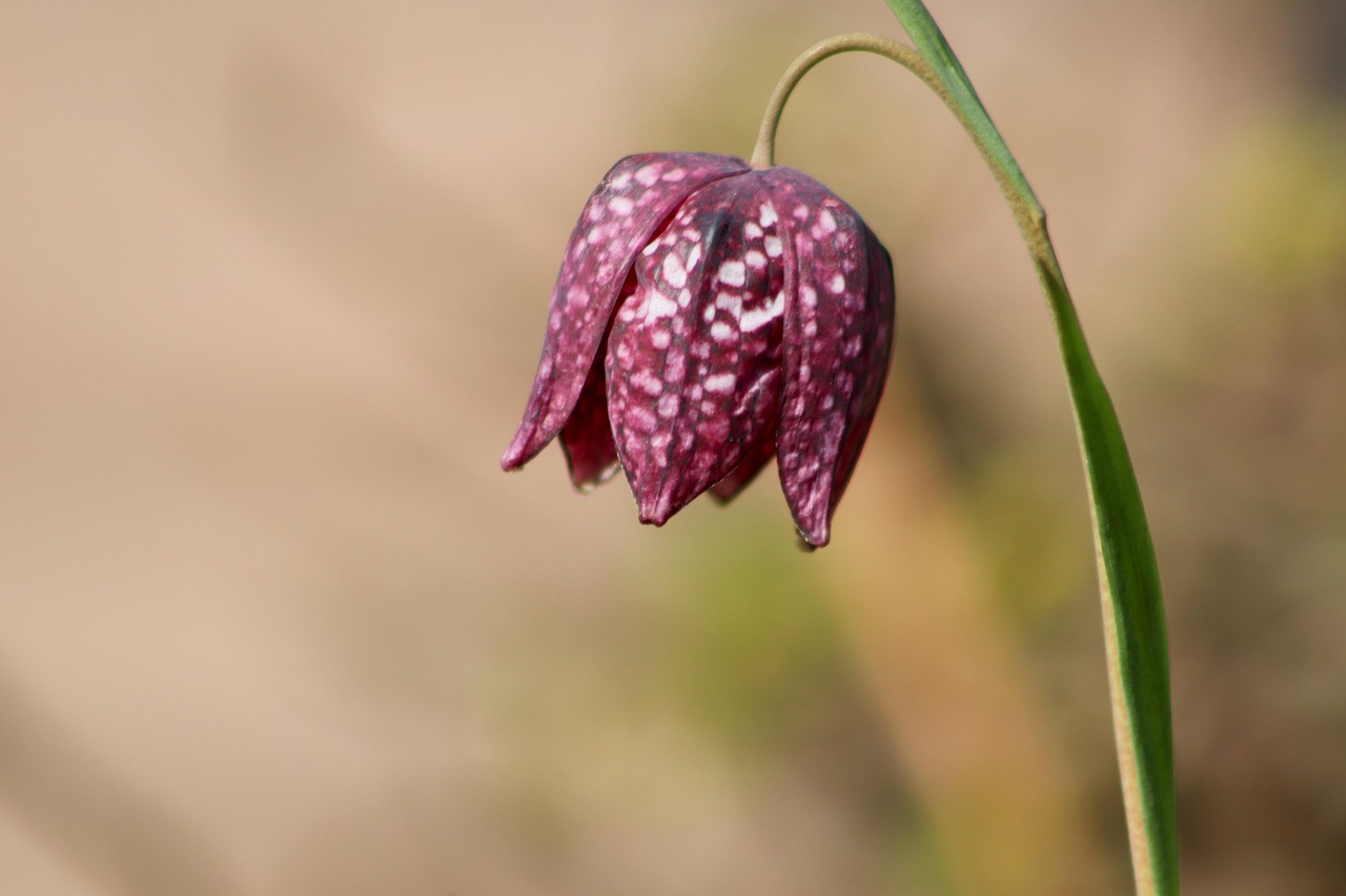 chess flower, chequered, fritillaria, fritillaria meleagris, ordinary, flower background, checkered, wine red, blossom, bloom, beautiful flowers, flower, flora, nature, flower wallpaper, bloom, petals, meadow