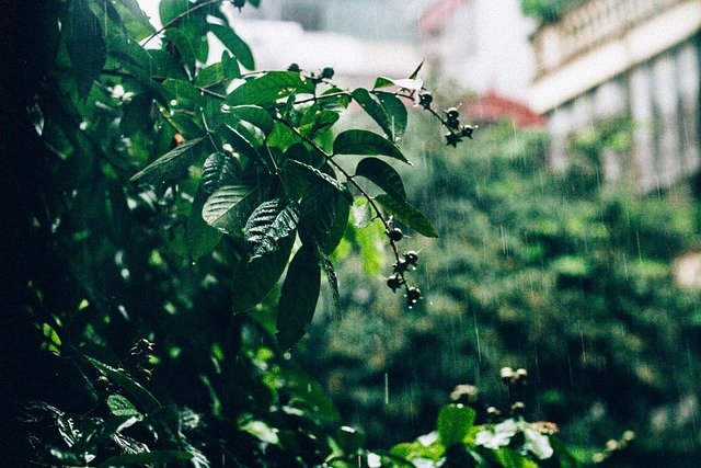 Blätter, Rainny, Regen, Wasser, Natur