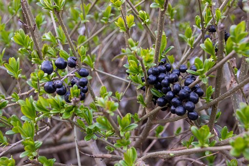 Beeren, Natur, Organisch, Frisch