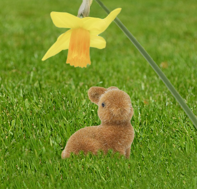 Hase, Wiese, Ost, Ostern, Osterhase