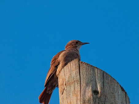 Ofenvogel, Red Ovenbird, Vogel