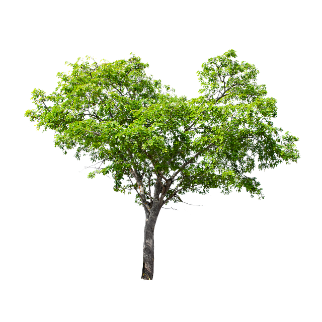 Free tree green park illustration