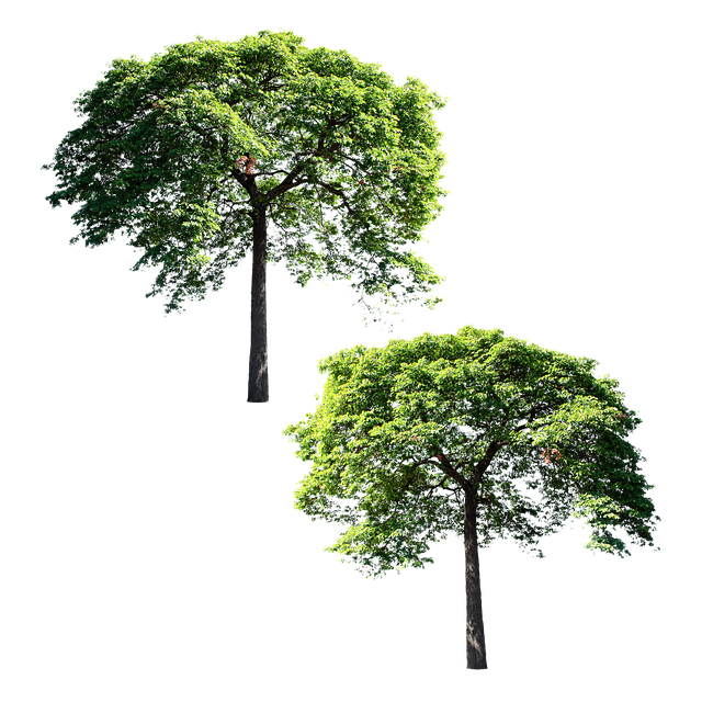 Free set trees collection illustration