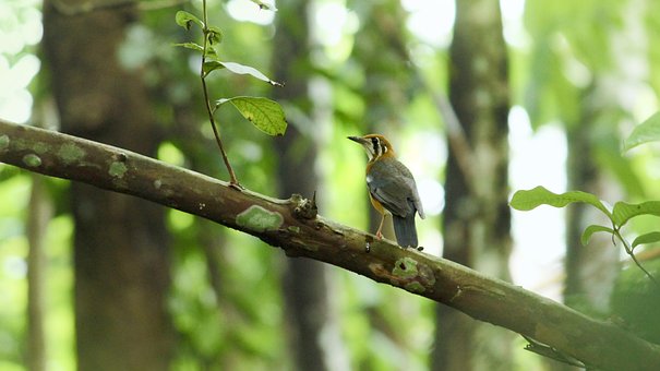 Free Kerala Nature Background photo and picture