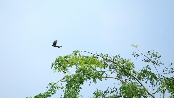 Free Kerala Beautiful Nature photo and picture