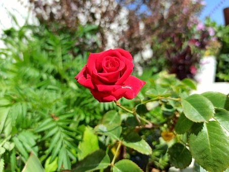 Free Rose Nature photo and picture