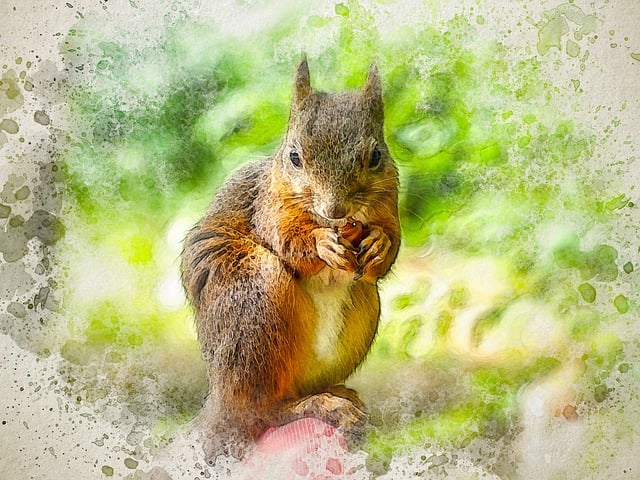Free squirrel rodent ear tufts illustration