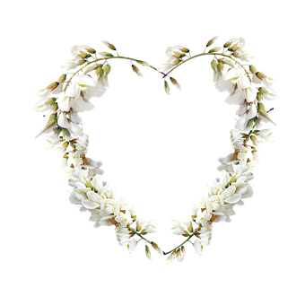 Free Flowers Bloom illustration and picture