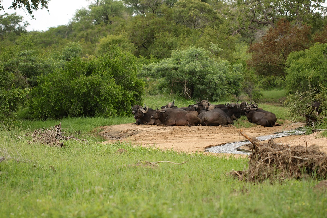 Buffalo - free online jigsaw puzzle photo