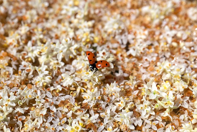 Free Ladybug Flower Background photo and picture