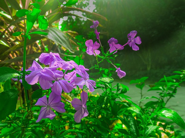 Free Flower Flower Background photo and picture