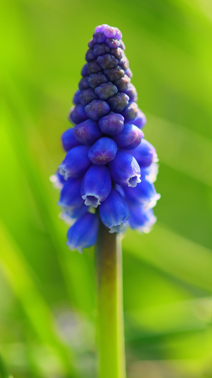10+ kostenlose Perlhyazinthe und Frhling-Bilder - Pixabay