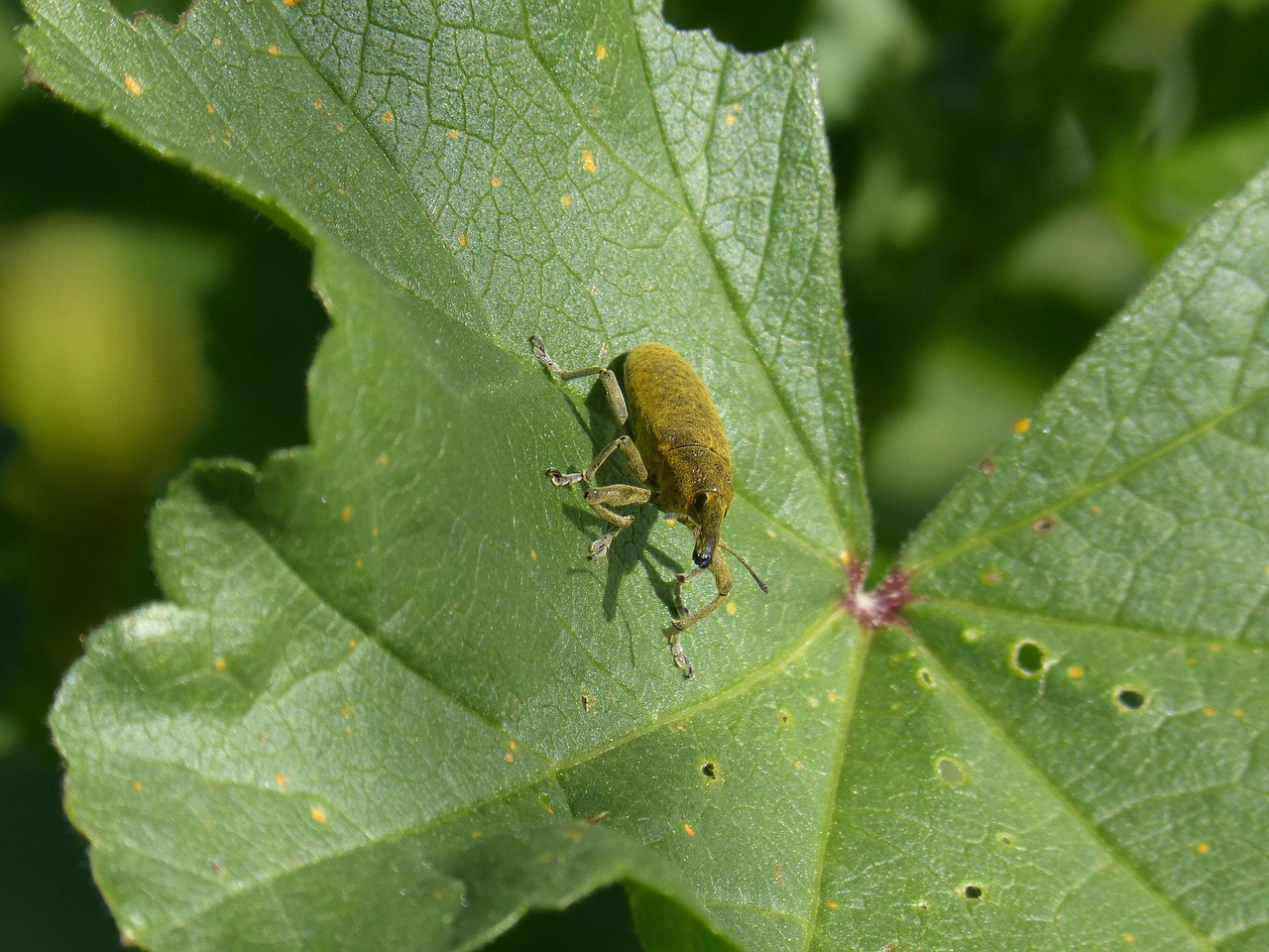 Filbert Weevil Insect Weevils Of The Mauves Mallow - Free photo on Pixabay - Pixabay