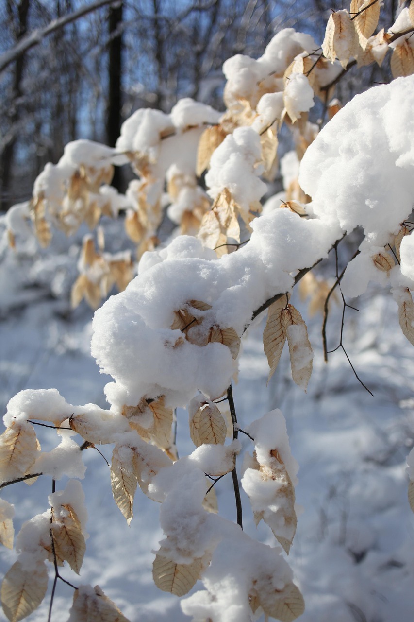 雪 ブナの木 冬 - Pixabayの無料写真 - Pixabay