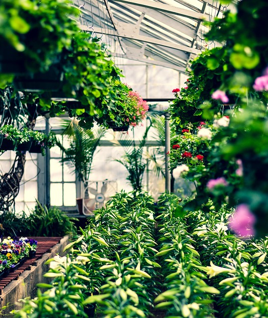 greenhouse, flowers, plants, floral, beautiful flowers, hanging baskets, easter lily, flower background, easter, flower wallpaper, decoration, spring, blossom, botany, nature