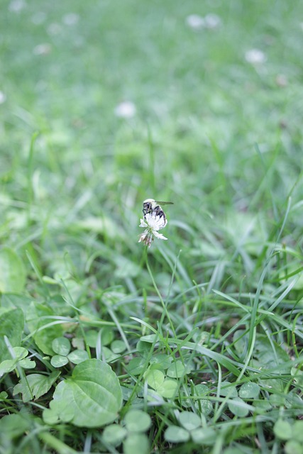 Honningbi, Blomst Baggrund, Græs, Kløver