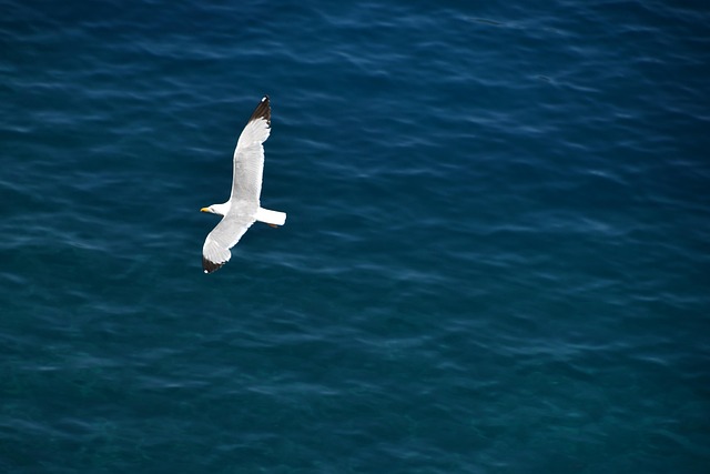 Free Bird Gull photo and picture