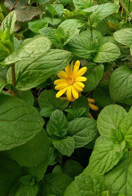 Flor, Naturaleza, Amarillo, Verde