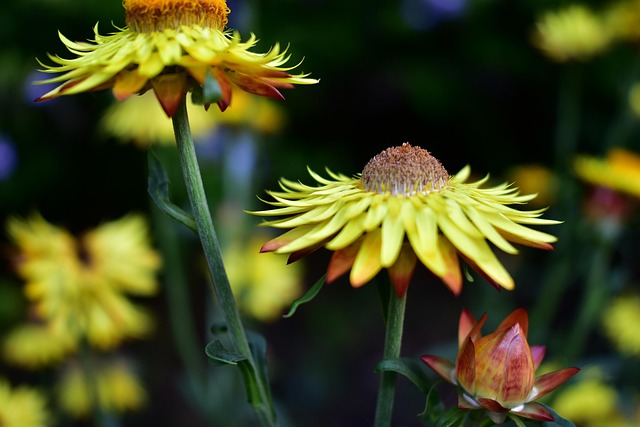 Blume, Blumentapete, Natur