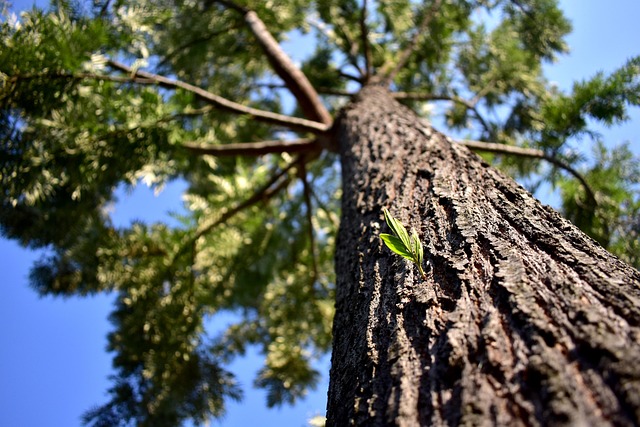 Baum, Natur, Holz, Blätter, Jahreszeit