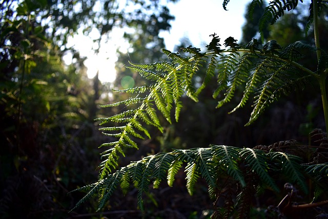 Farn, Natur, Wald, Flora, Dschungel