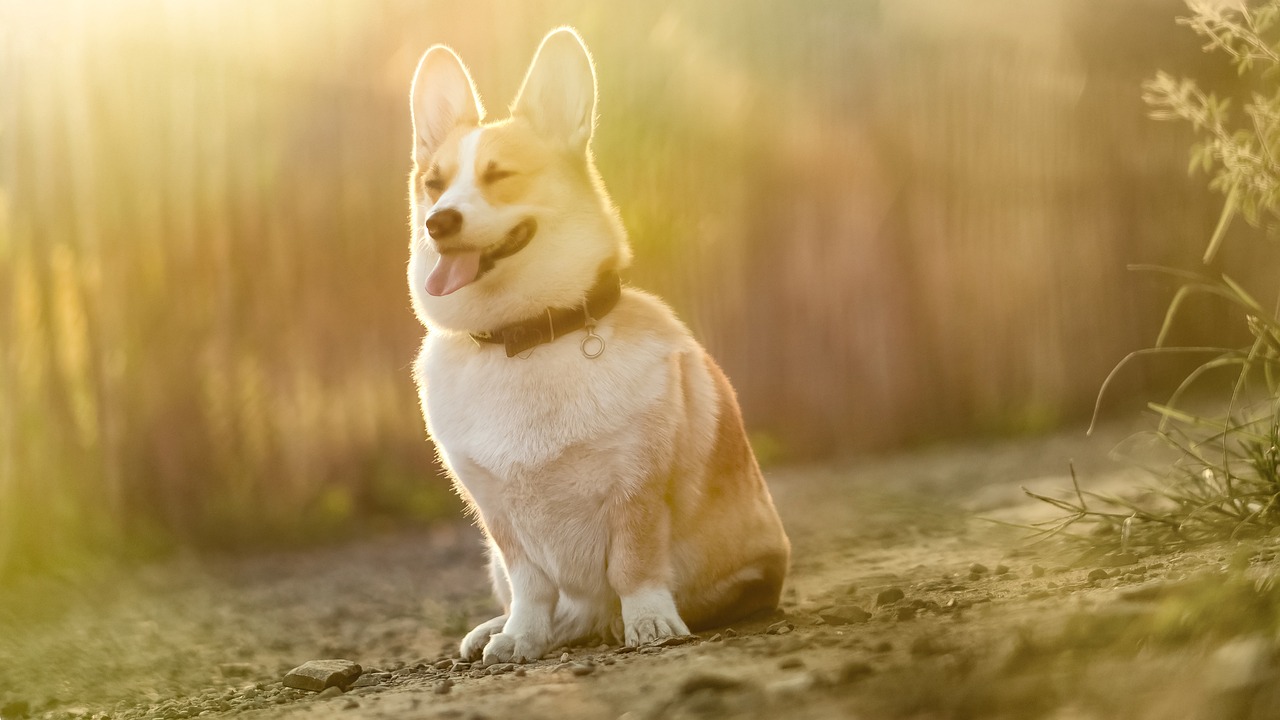 40000 多张免费的“Dog”和“狗”照片 - Pixabay