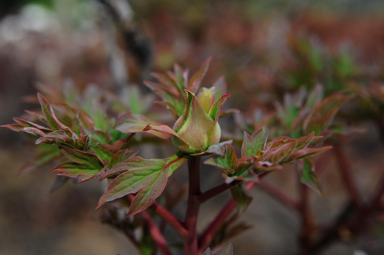 Peony Buds - free online jigsaw puzzle photo