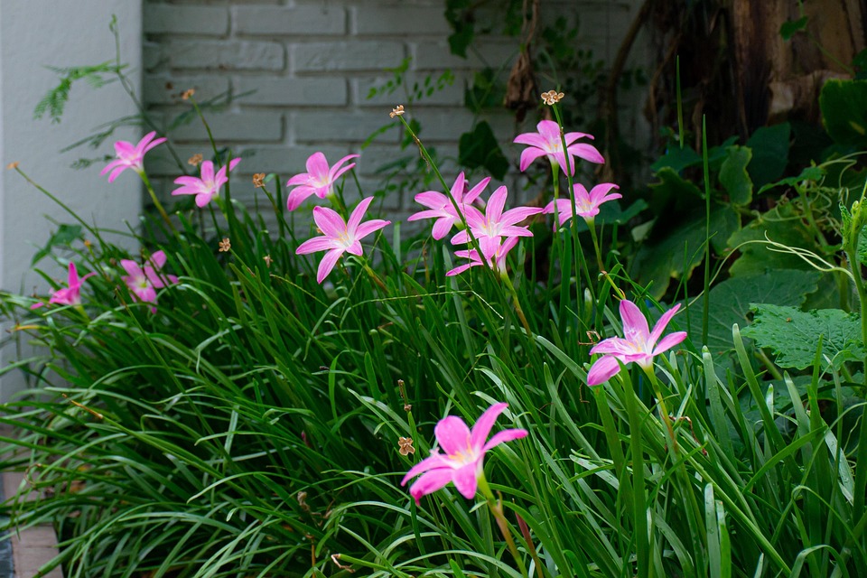 macro-4989263_960_720.jpg
