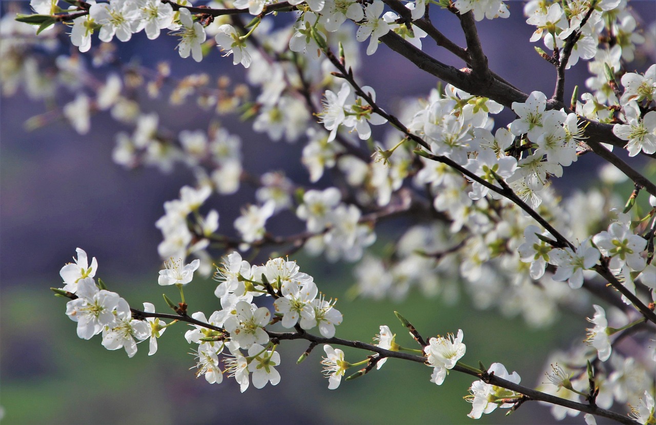 Spring Twigs Spring Twigs Blooming - Free photo on Pixabay