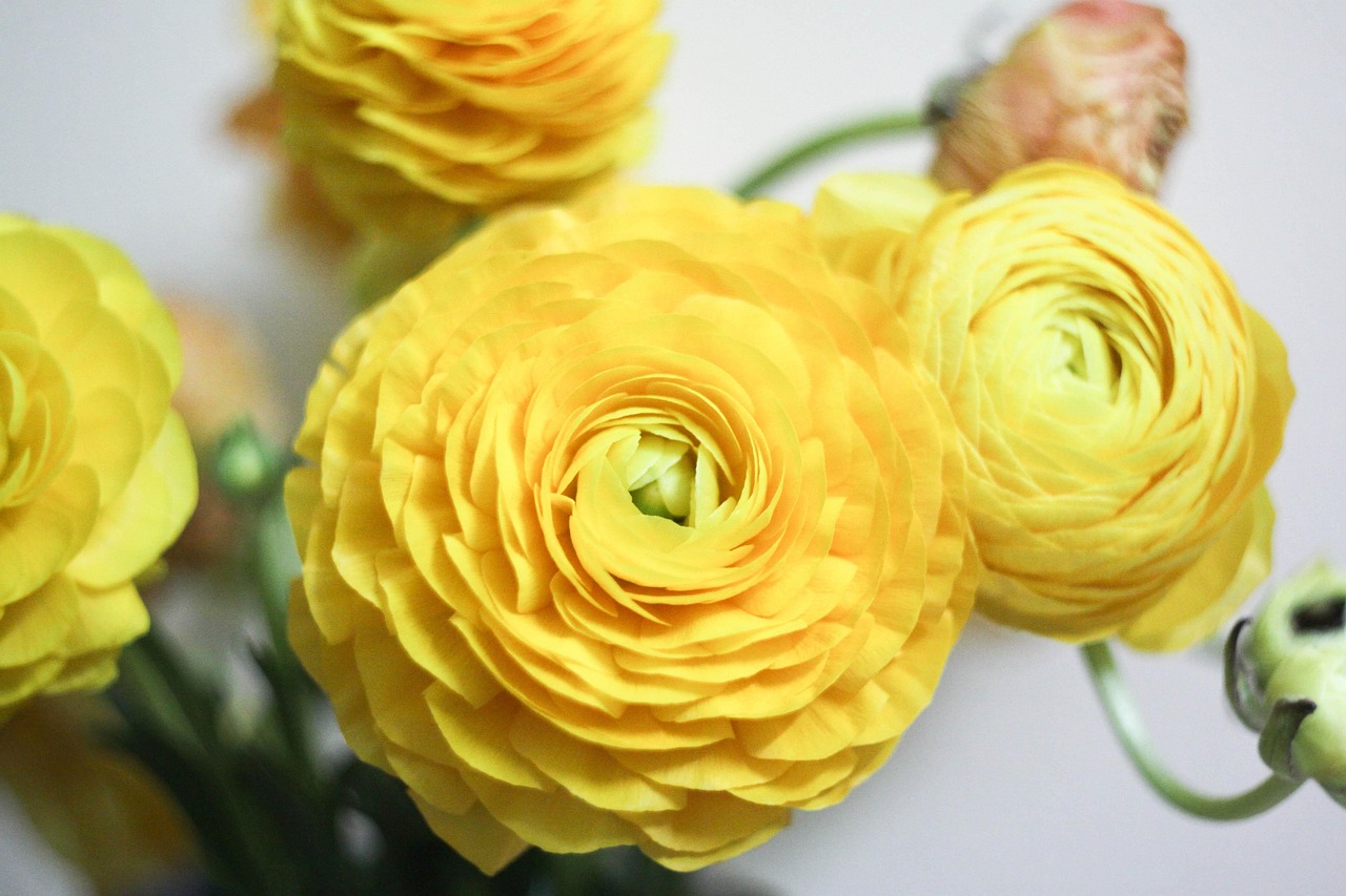 Rananculus - free online jigsaw puzzle photo