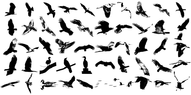 Geier, Raubvogel, Tier, Aasfresser