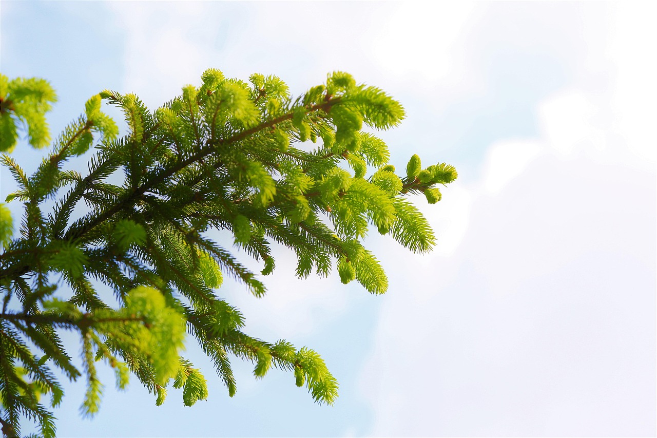 Trees Sprouting In Spring Spring Tree Sprout - Free photo on Pixabay