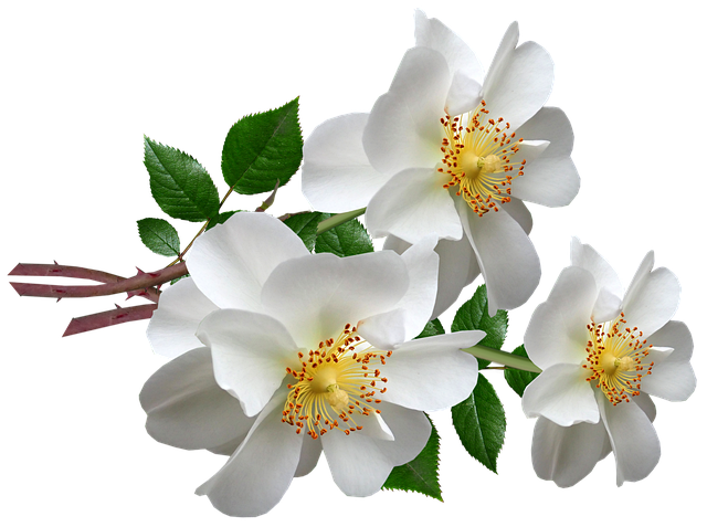 Bloemen, Wit, Rozen, Bundel, Regeling