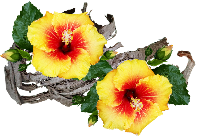 Free flowers hibiscus tropical illustration