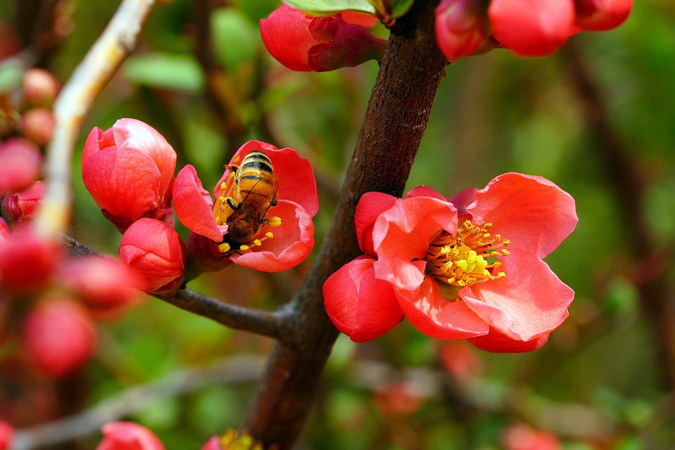 梅 Flower Spring - Pixabayの無料写真