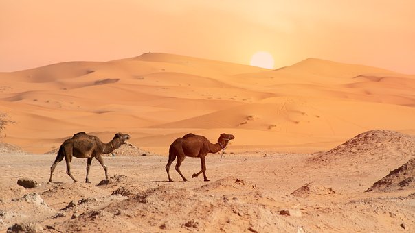 Free Desert Camel photo and picture