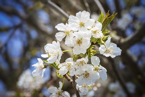Kirschblüte, Kirsche, Frühling