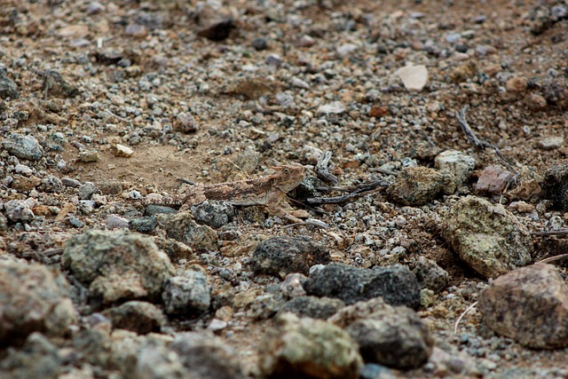 Free Lizard Camouflage photo and picture