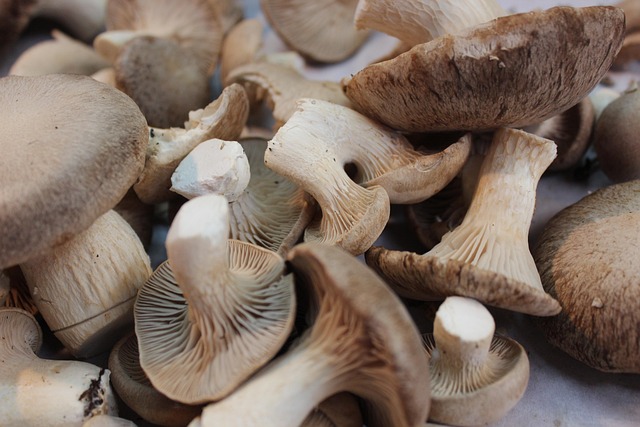 Free Mushrooms Market photo and picture