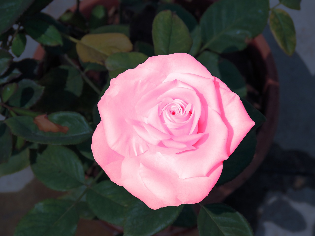 Pink Milk Rose - Free photo on Pixabay - Pixabay