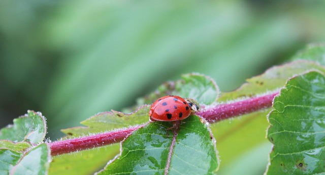 Free Ladybug Ladybugs photo and picture
