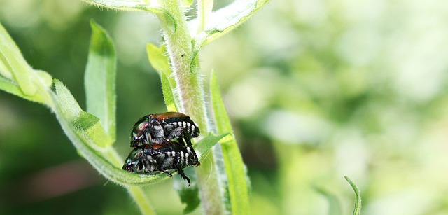 Free Insect Love photo and picture