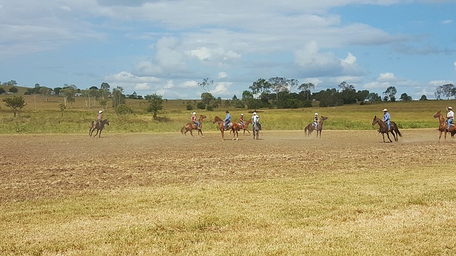 Polo Horses Horse Riding - Free photo on Pixabay - Pixabay